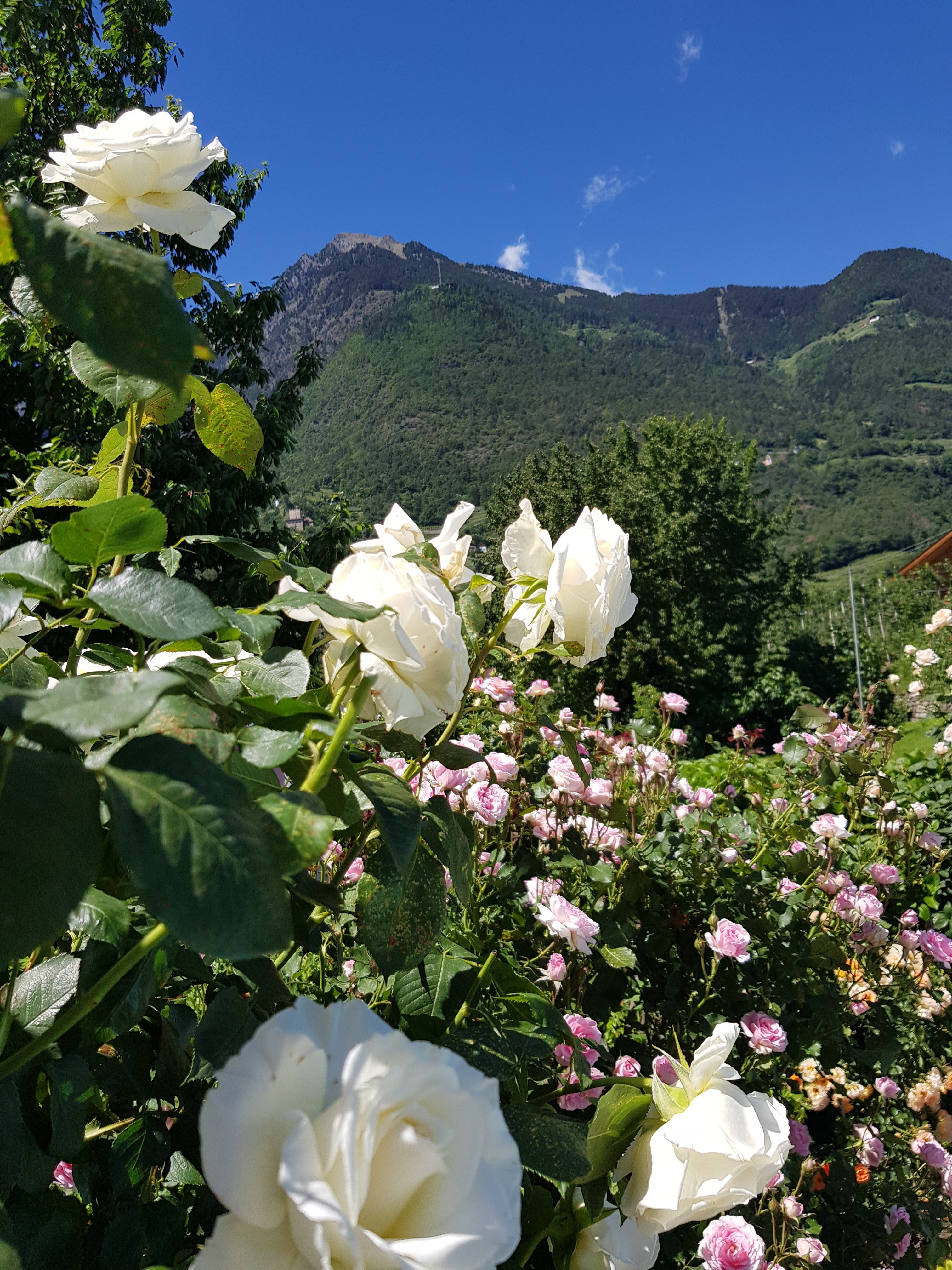Frühstückspension: In allen Farben und Größen erblühen unsere Rosen. - Residence Sonnengarten**