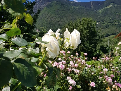 Pensionen - Naturns - In allen Farben und Größen erblühen unsere Rosen. - Residence Sonnengarten**
