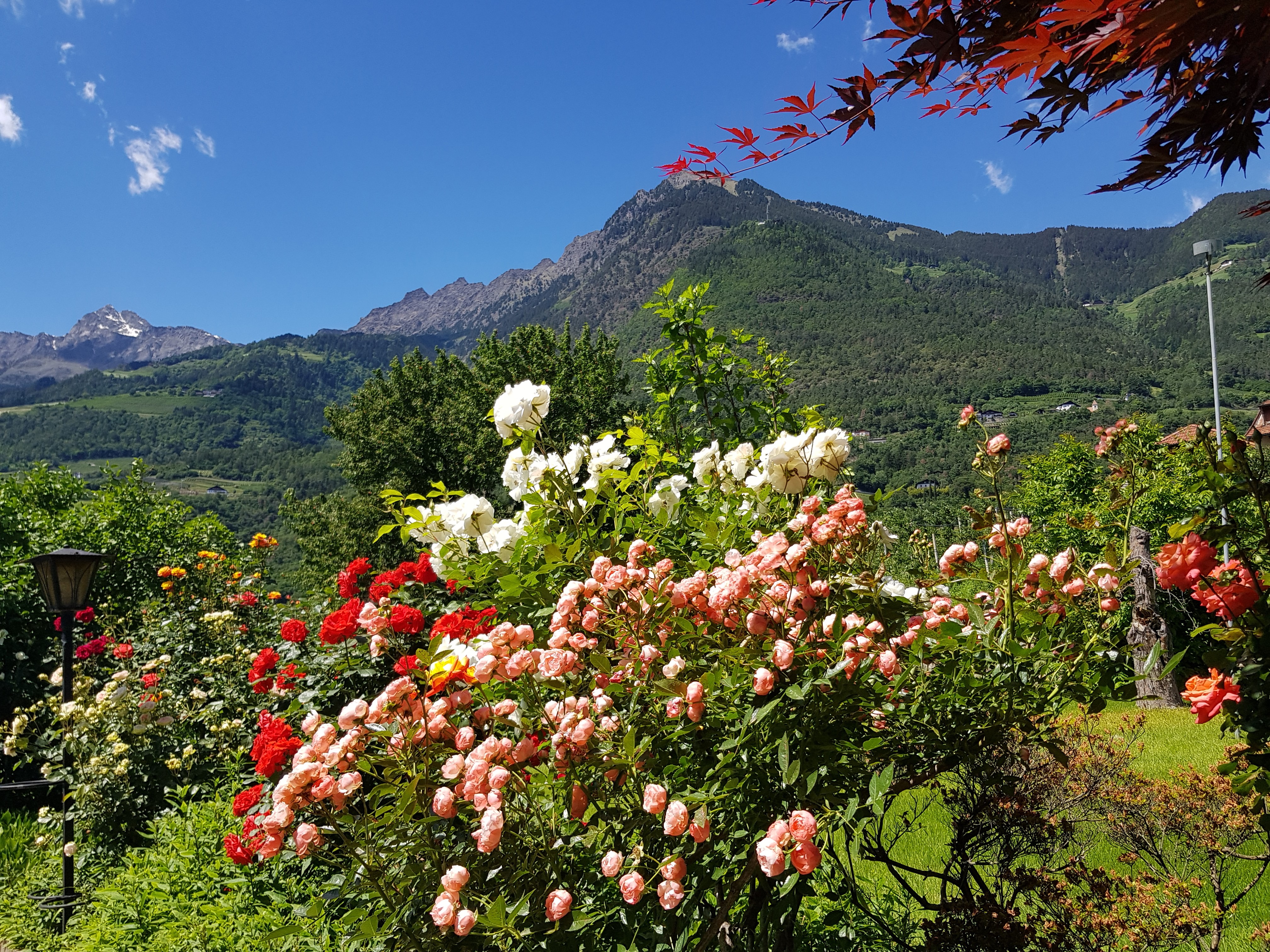 Frühstückspension: Bei strahlendblauem Himmel, bunter Blumenpracht, mit frischer, vom blumigen Aroma erfüllter Luft  werden alle Ihre Sinne geweckt. - Residence Sonnengarten**