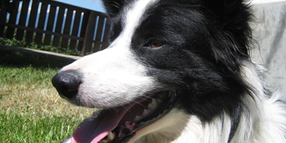 Pensionen - Naturns - Unser Haushund - Steinerhof Hafling