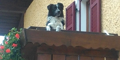 Pensionen - Naturns - Steinerhof Hafling