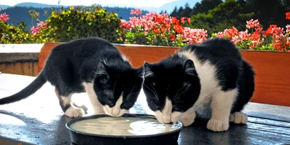 Pensionen - Naturns - Steinerhof Hafling