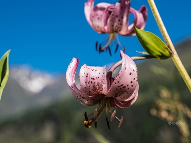 Frühstückspension: Pension  Trausberg **