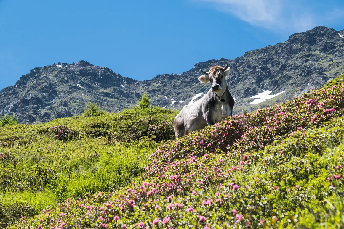Frühstückspension: Pension  Trausberg **