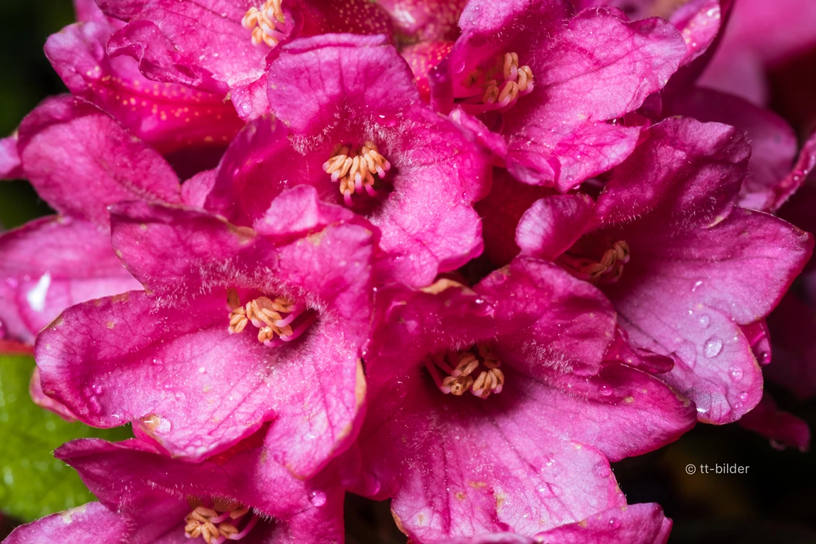 Frühstückspension: Pension  Trausberg **