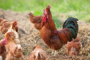 Frühstückspension: Unsere glücklichen Hühner für die besten Frühsückseier - BIO-Bauernhof Inner-Glieshof
