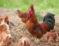 Frühstückspension: Unsere glücklichen Hühner für die besten Frühsückseier - BIO-Bauernhof Inner-Glieshof