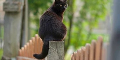 Pensionen - Naturns - Unsere Schmusekatze Teufelchen - BIO-Bauernhof Inner-Glieshof