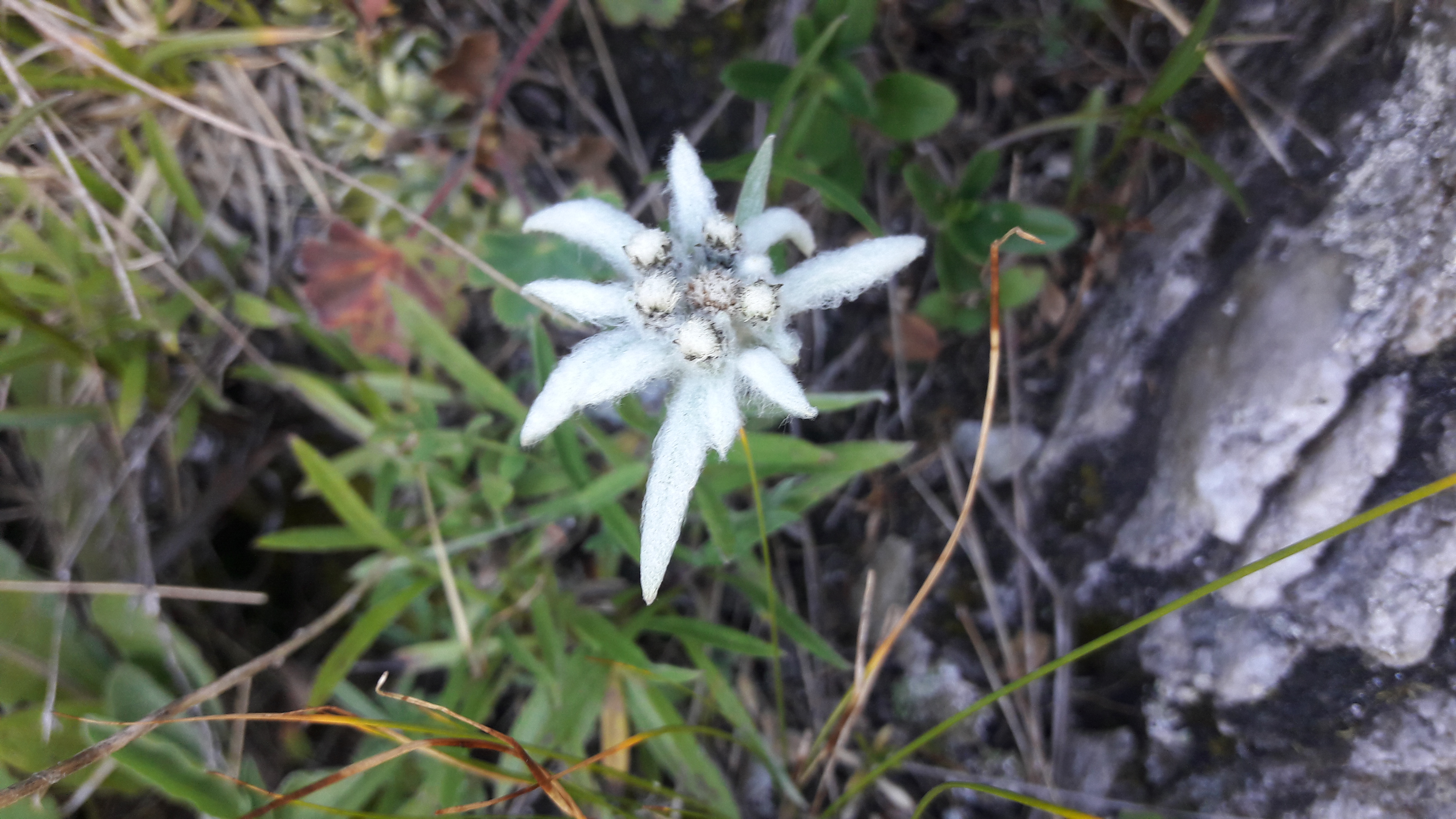 Frühstückspension: Gasthof - Pension Tannenhof