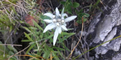 Pensionen - Naturns - Gasthof - Pension Tannenhof