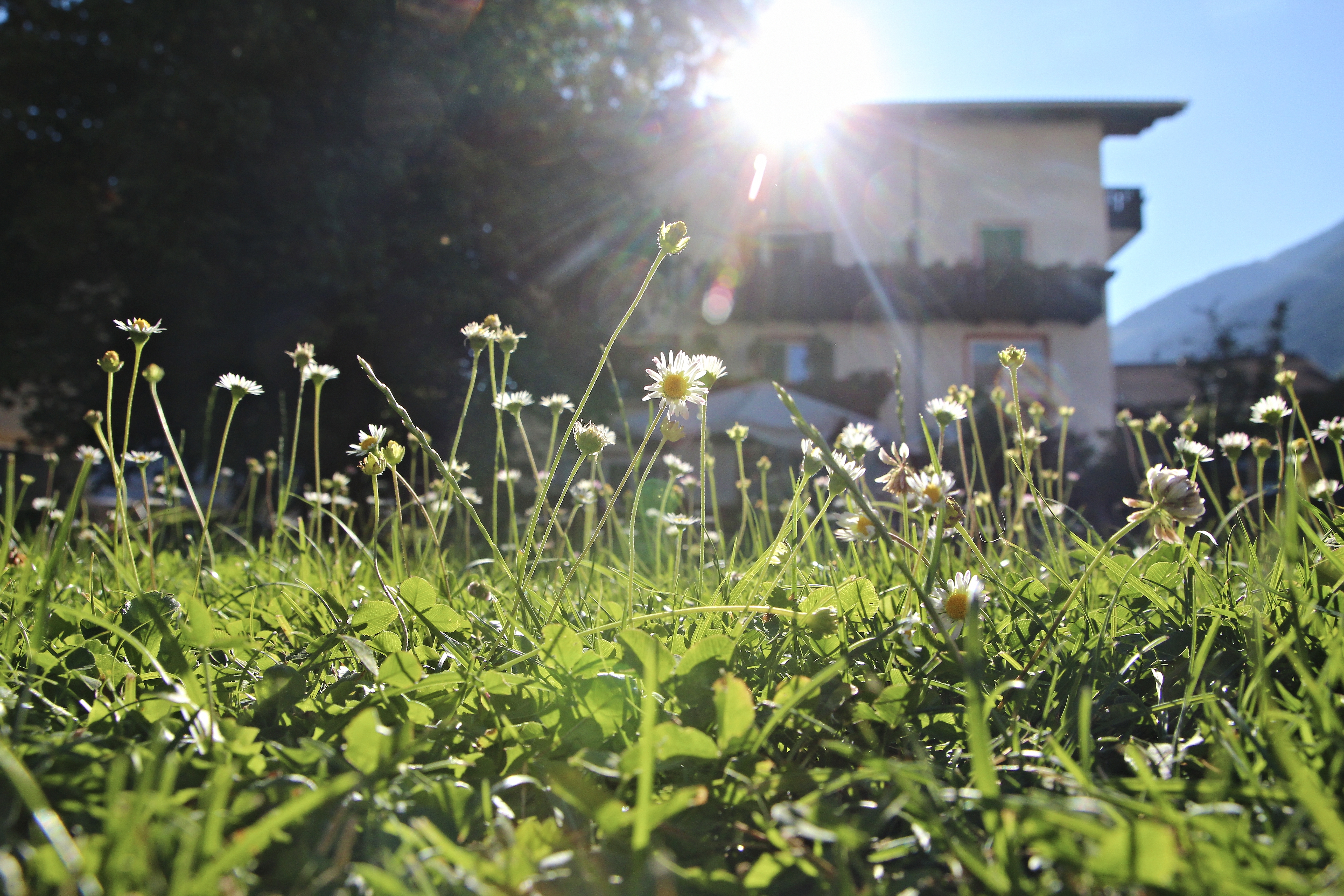 Frühstückspension: Garten  - Pension Pernthaler