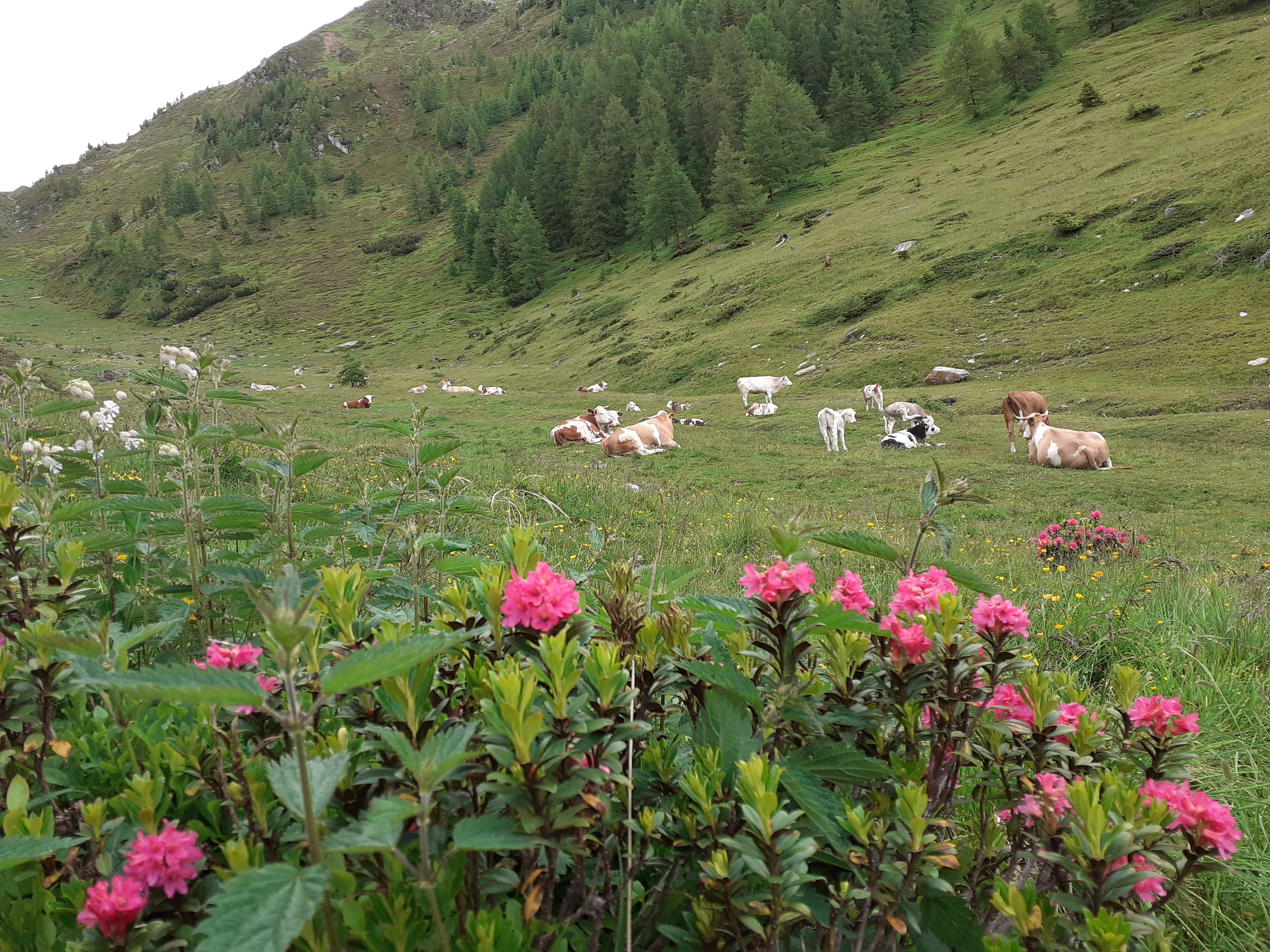 Pensionen - Balkon - Italien - Stifterhof