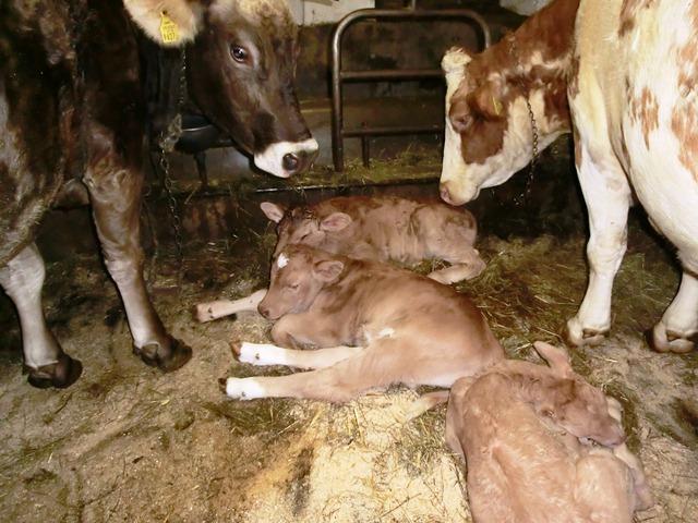 Frühstückspension: Familien-Ferienhof Peterhof