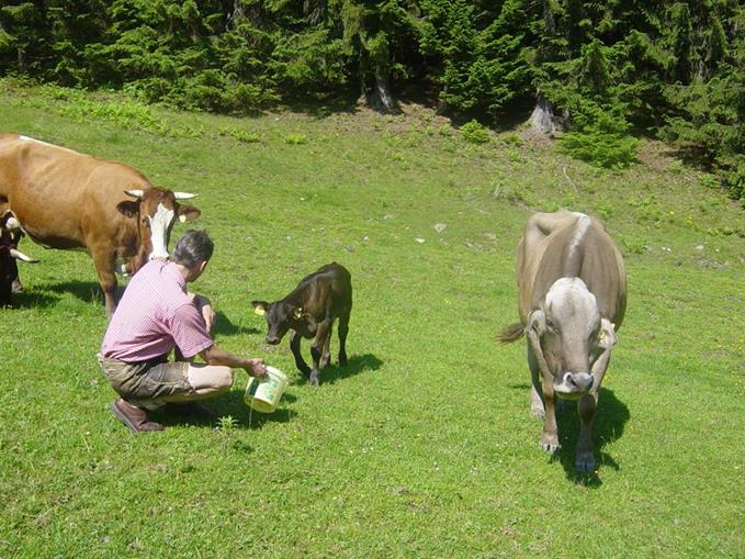 Pensionen - Admont (Admont) - Ferienhof Singerskogel