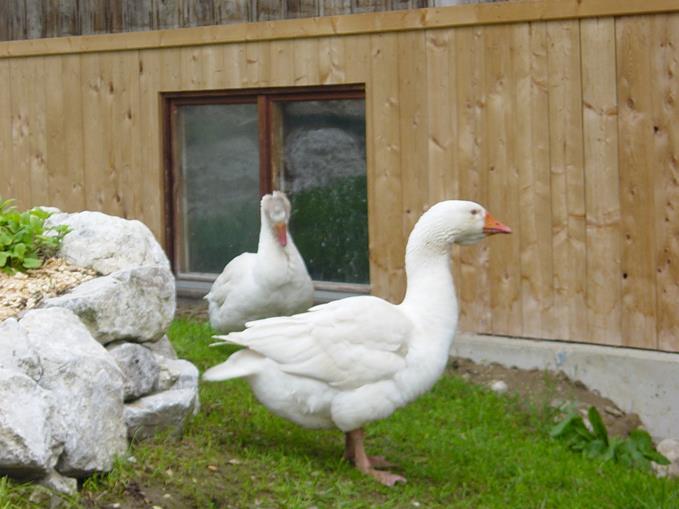 Frühstückspension: Ferienhof Singerskogel