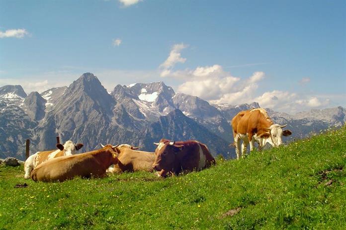 Frühstückspension: Bio-Hof Gausrab