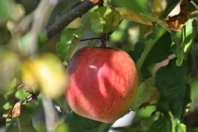 Frühstückspension: Ferienhof Hintergrabenbauer