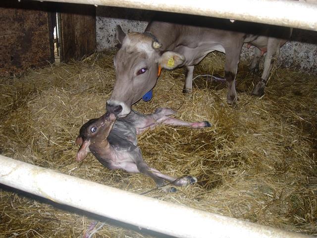 Frühstückspension: Bio-Urlaubshof Dansbach