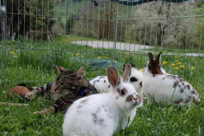 Pensionen - Admont (Admont) - Baby- und Kinderbauernhof Zamsegg