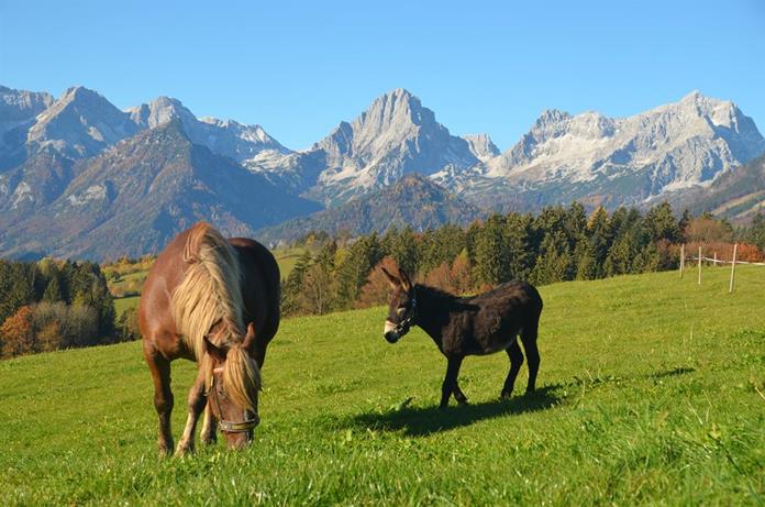 Frühstückspension: Baby- und Kinderbauernhof Zamsegg