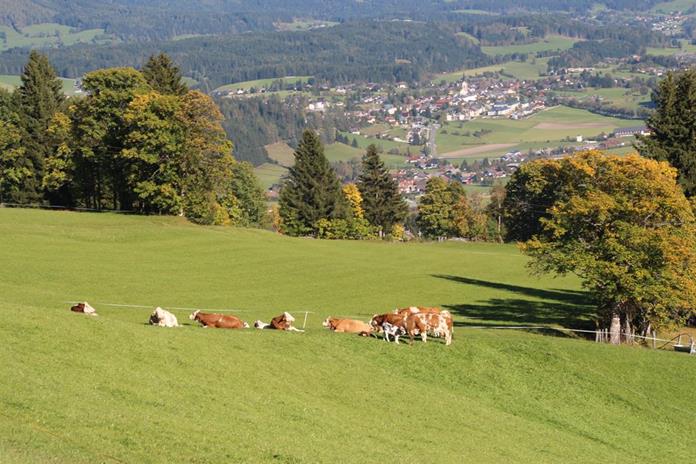 Frühstückspension: Ferienwohnungen Veitlbauer