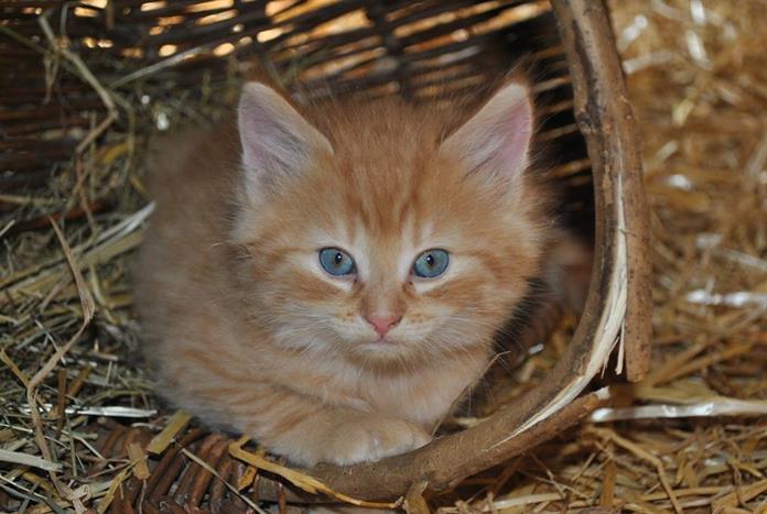 Pensionen - Admont (Admont) - Prentnergut