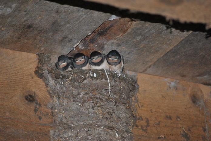 Frühstückspension: Prentnergut