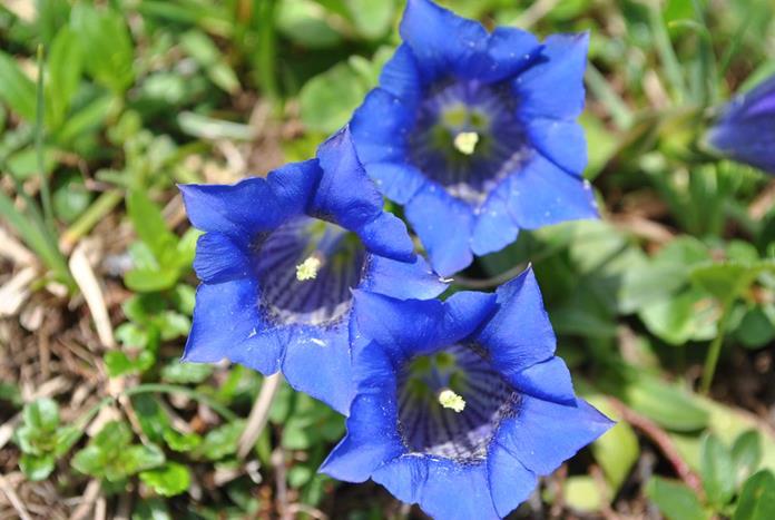 Frühstückspension: Prentnergut