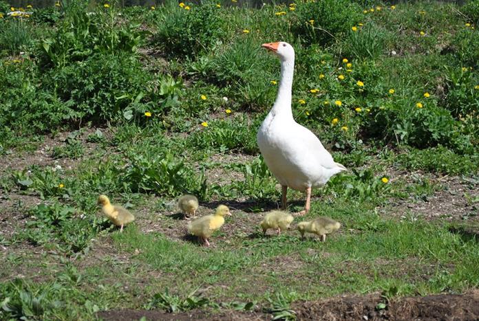 Frühstückspension: Prentnergut