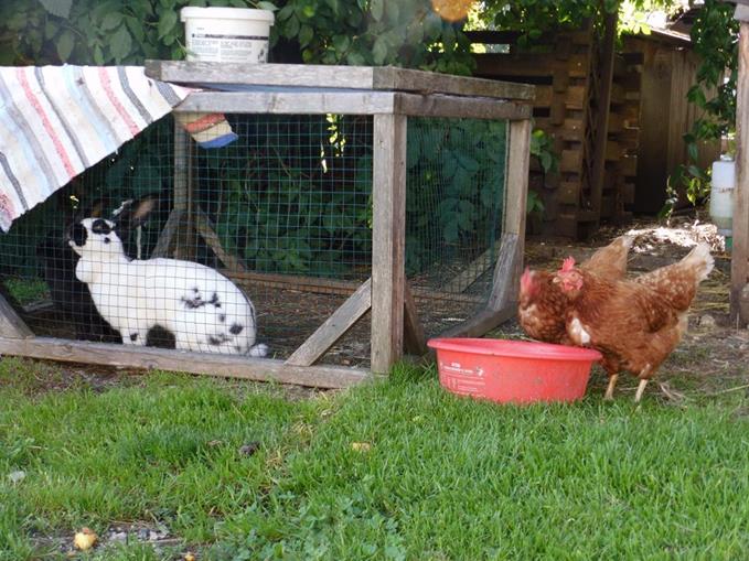 Pensionen - Admont (Admont) - Ferienhof Hinterramsebn 