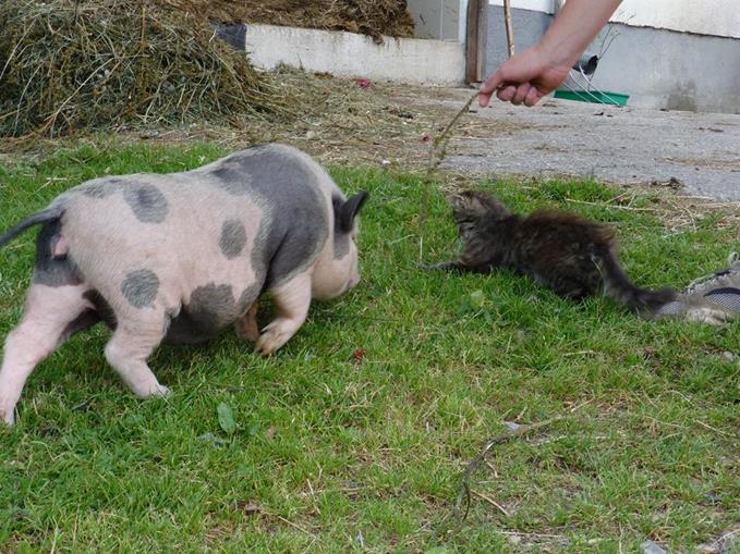 Frühstückspension: Ferienhof Hinterramsebn 