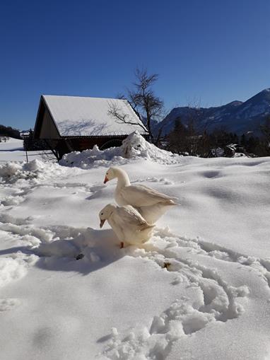 Frühstückspension: Ferienhof Hinterramsebn 