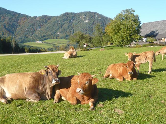 Frühstückspension: Ferienhof Grossgrub