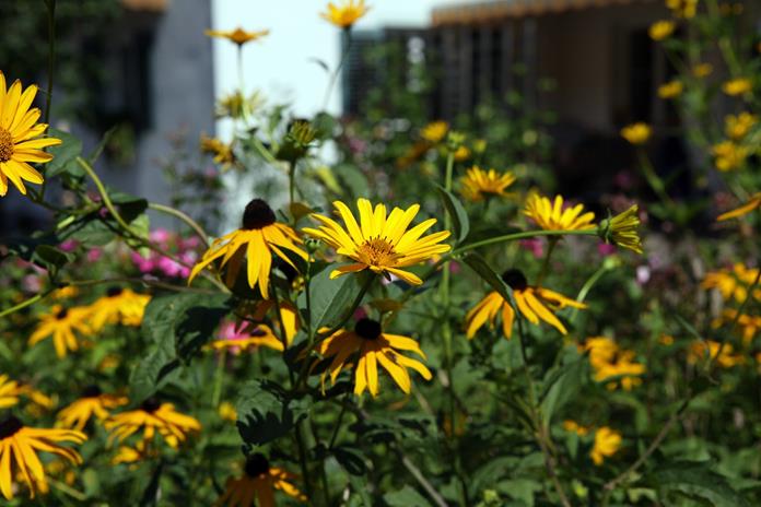 Pensionen - Ellmau - Appartements Hassak Martin