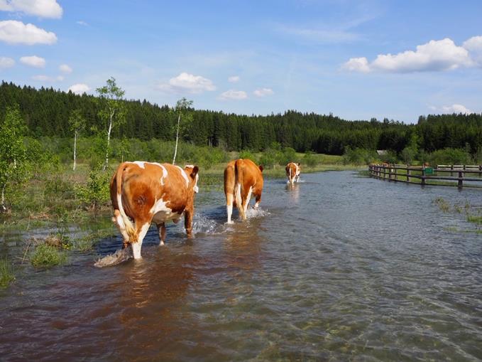 Frühstückspension: Haus Fanningberg