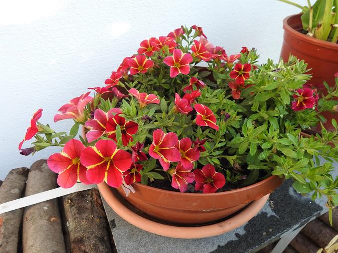 Frühstückspension: Appartement Bergblick