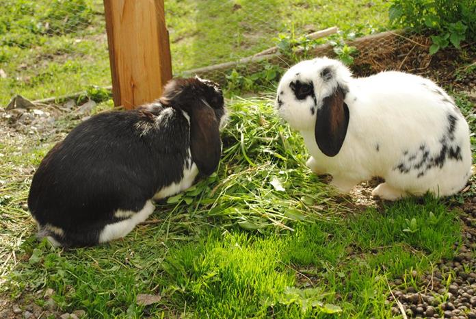 Frühstückspension: Ferienwohnungen Siedlerhof
