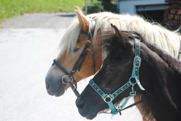 Frühstückspension: Ferienwohnungen Siedlerhof