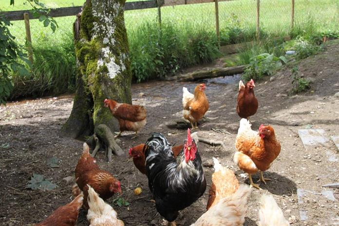 Pensionen - Ellmau - Samerbauer