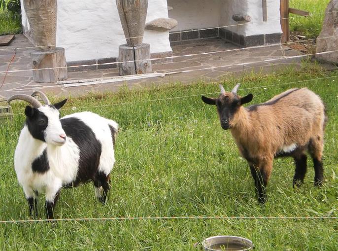 Frühstückspension: Ferienbauernhof Waldschönau