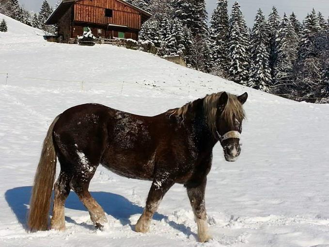 Pensionen - Ellmau - Trampl-Hof