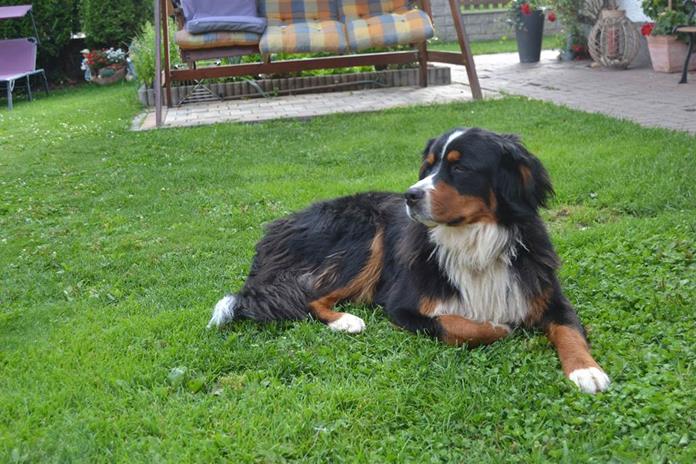 Frühstückspension: Biobauernhof Tonimörtl