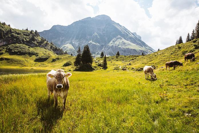 Frühstückspension: Haus Rothorn Appartements