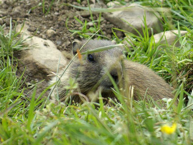 Frühstückspension: Haus Rothorn Appartements
