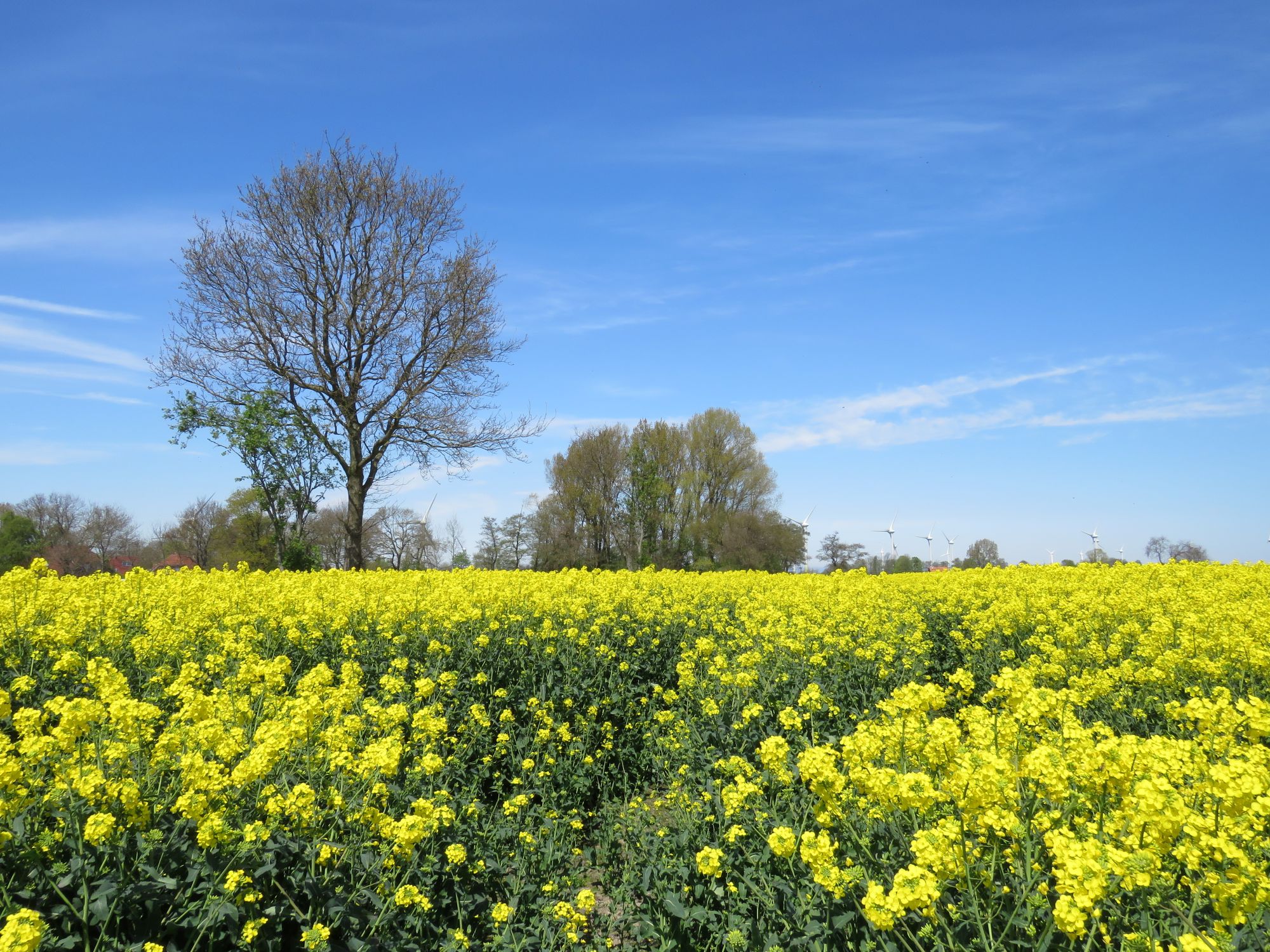 Frühstückspension: Rapsfelder in der Umgebung - Ferienhaus Mariechen an der Nordseeküste