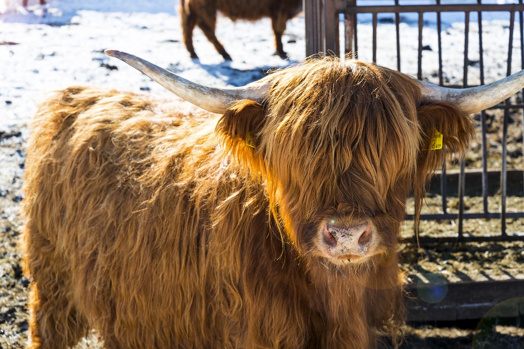 Frühstückspension: Schottische Hochlandrinder Zucht - Fürsterhof Ramsau