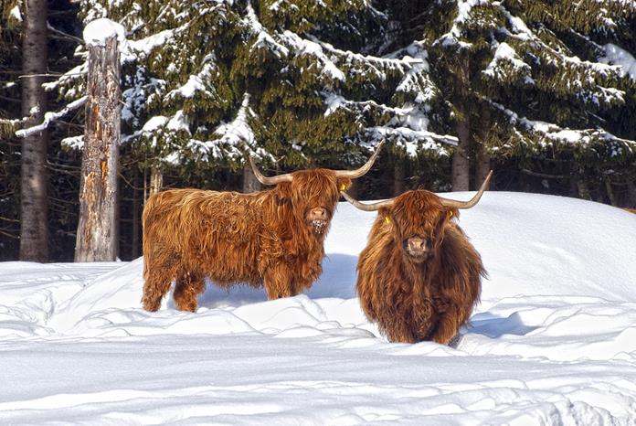 Frühstückspension: Fürsterhof Ramsau