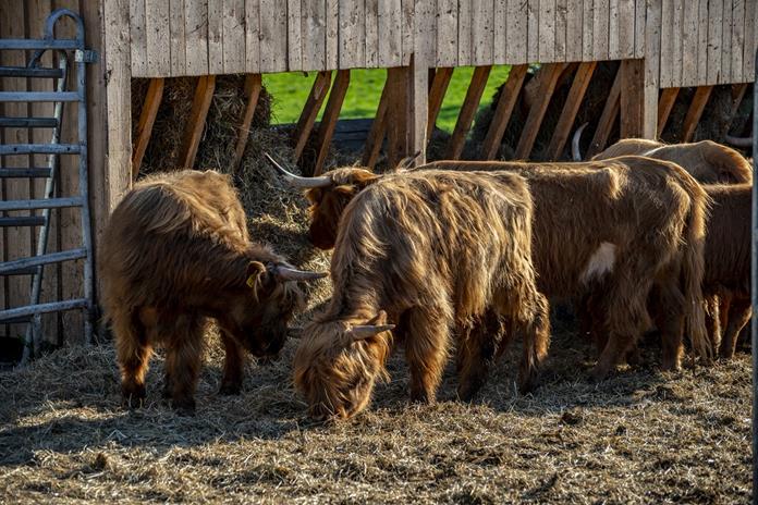 Frühstückspension: Fürsterhof Ramsau