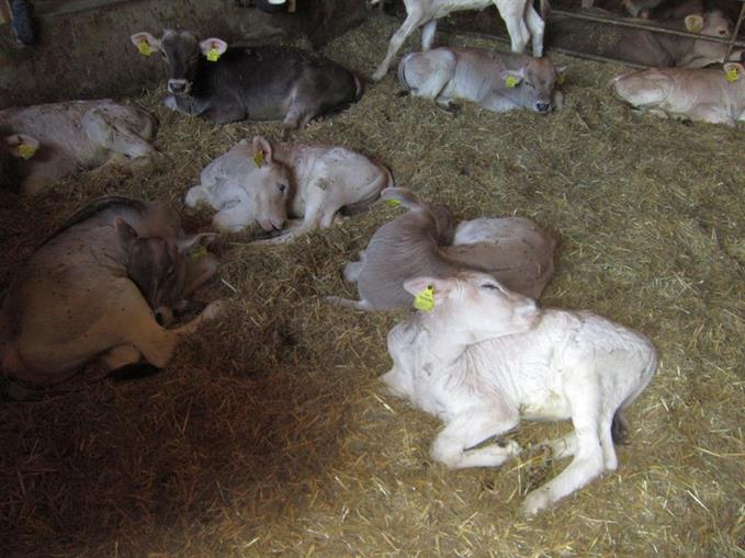 Pensionen - Hinterstoder - Christerbauerhof