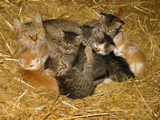 Frühstückspension: Bauer in Aiglern